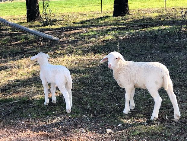 Photo 23 for Wallinga Farmstay - Mudgee