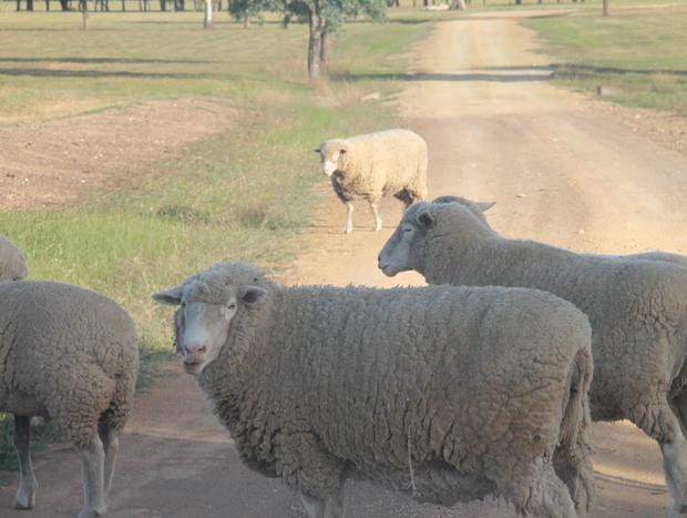 Photo 19 for Wallinga Farmstay - Mudgee