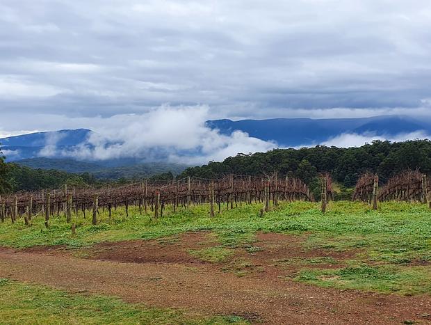 Photo 14 for KiNam Vinea - A vineyard farmhouse in the Yarra Valley