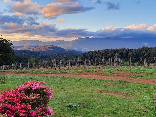 Photo 6 for KiNam Vinea - A vineyard farmhouse in the Yarra Valley