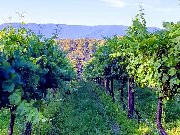 Photo 15 for KiNam Vinea - A vineyard farmhouse in the Yarra Valley