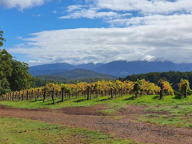 Photo 8 for KiNam Vinea - A vineyard farmhouse in the Yarra Valley