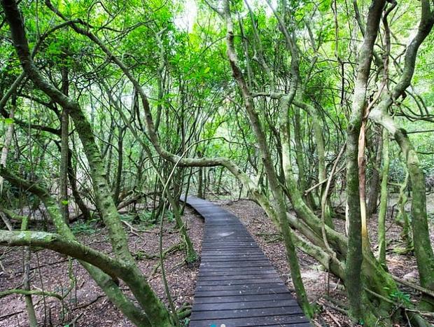 Ferntree Gully Walking Track