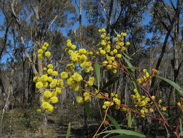 Paddys Ranges State Park
