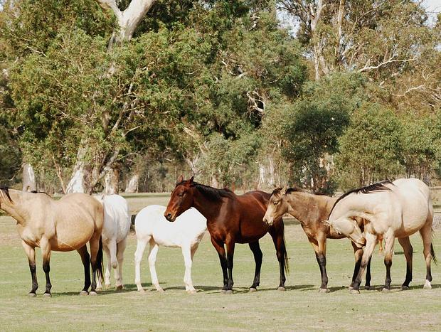 Photo 4 for Wongaburra Woolshed