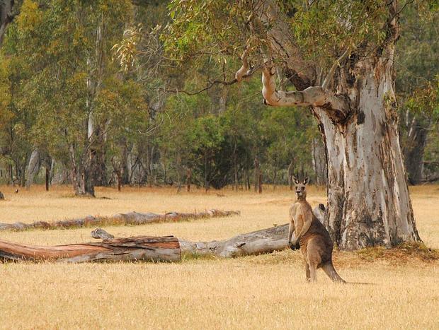 Photo 20 for Wongaburra Woolshed