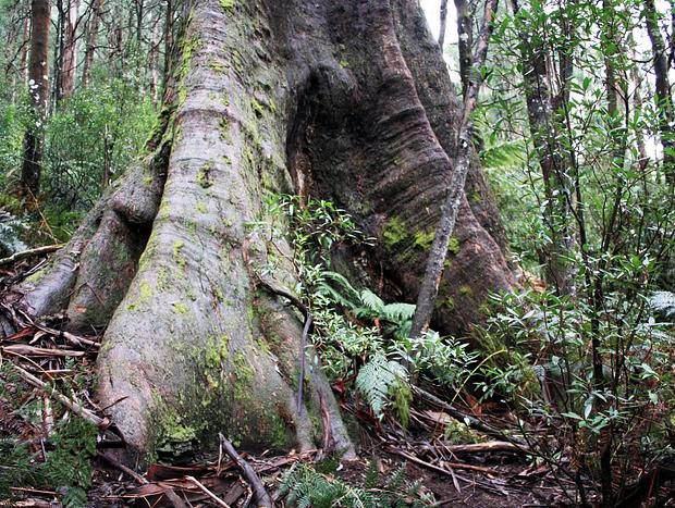 Photo 1 for Kalatha Giant Tree Walk