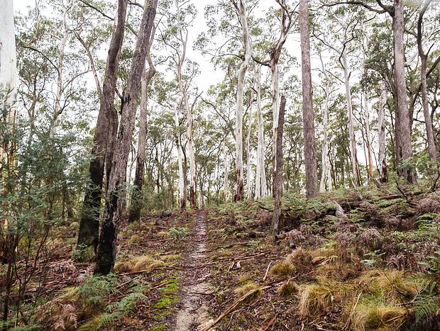Photo 5 for Wombat State Forest