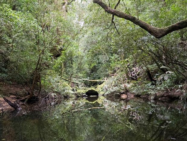 Photo 4 for Onley State Forest