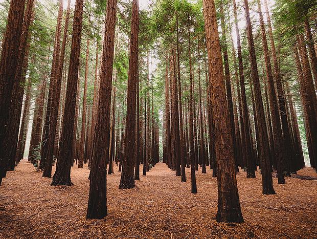 Photo 1 for Redwood Forest