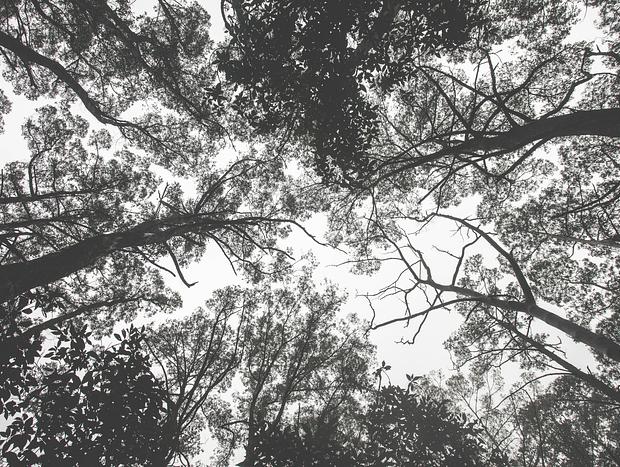 Photo 3 for Forest Bathing