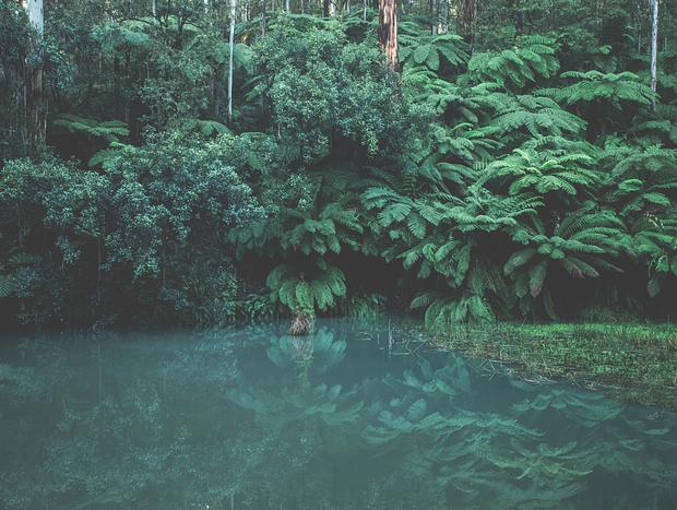 Photo 5 for Immersed in the Rainforest