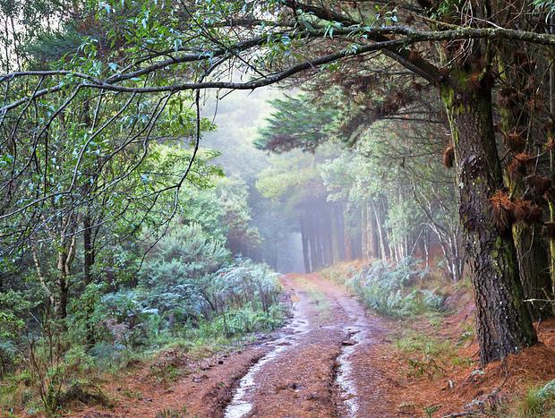 Photo 2 for Macedon Ranges Walking Trail
