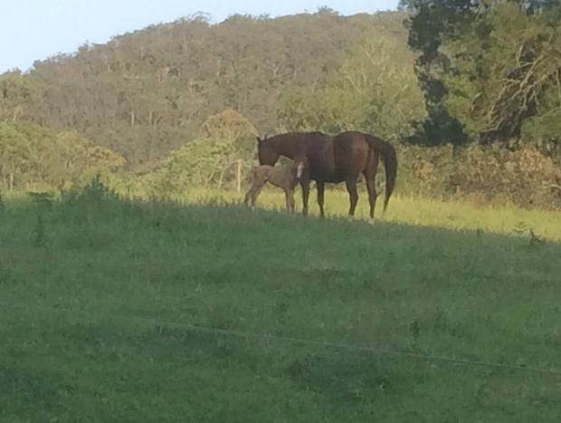 Photo 15 for Cranky Rock Cottage - Wollombi