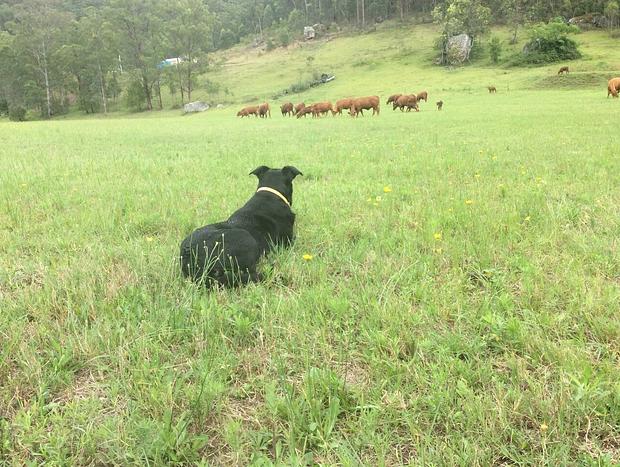 Photo 17 for Cranky Rock Cottage - Wollombi
