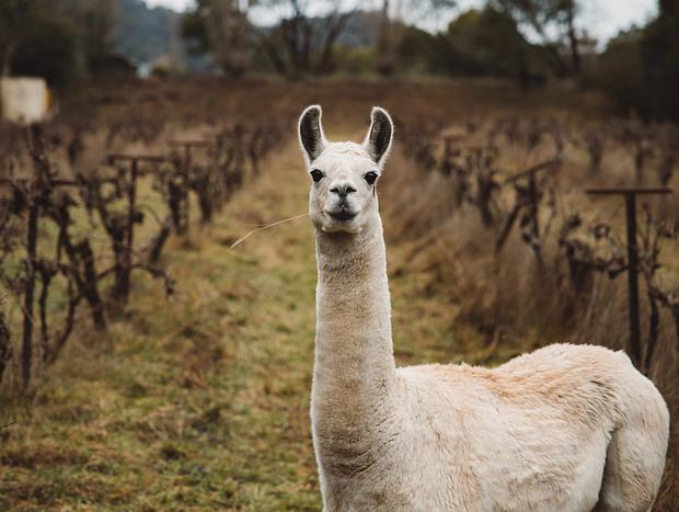 Photo 13 for Alpaca Tiny House with Vineyard Lakeside