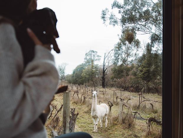 Photo 15 for Alpaca Tiny House with Vineyard Lakeside
