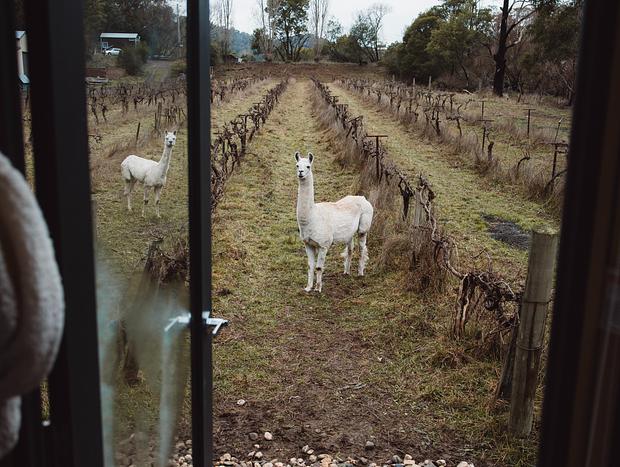 Photo 14 for Alpaca Tiny House with Vineyard Lakeside