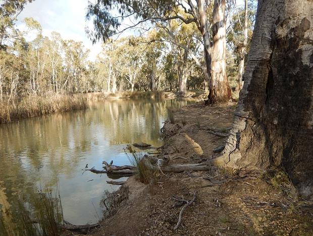 Photo 5 for Gunbower National Park