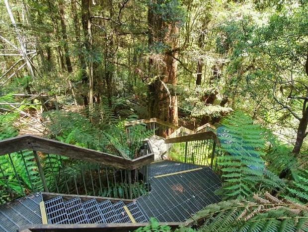 Mt Donna Buang and Rainforest Gallery
