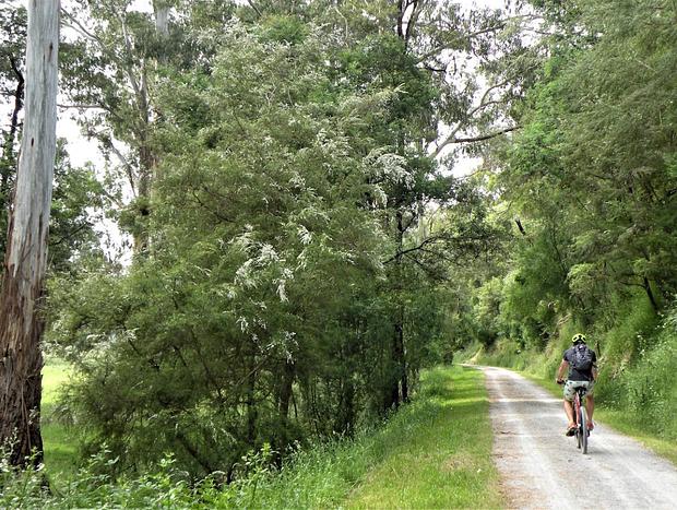 Yarra Valley Rail Trail 2025 Yarra Valley Guided Bike Tour Food