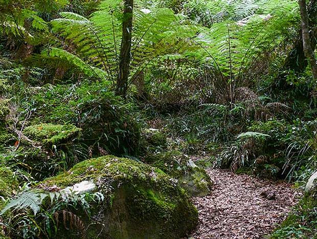 Lyrebird Track – Rainforest Walk
