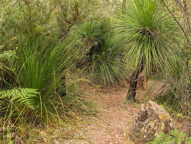 Grass Tree Circuit