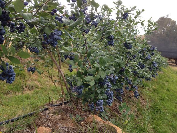 Photo 18 for Hacienda 1 at Blue Tongue Berries