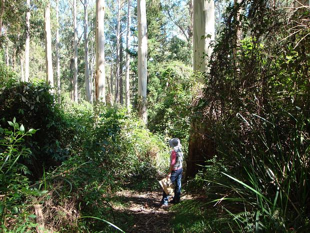 Photo 1 for Gembrook Bushland Park
