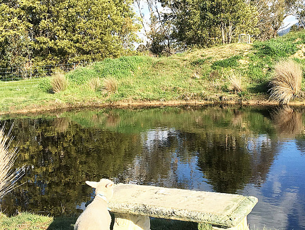 Photo 13 for Rustic Wool Shed - fresh country air - peace and quiet