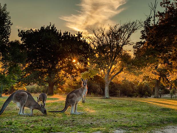 Photo 1 for Kangaroo Viewing at Arthurs Seat