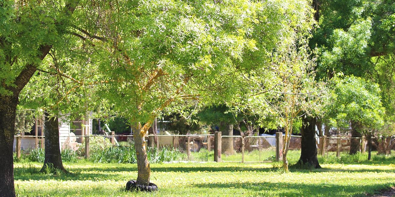 Are Tipu Trees Poisonous To Dogs