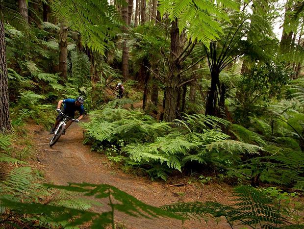 Photo 1 for Mountain Bike the Whakarewarewa Forest