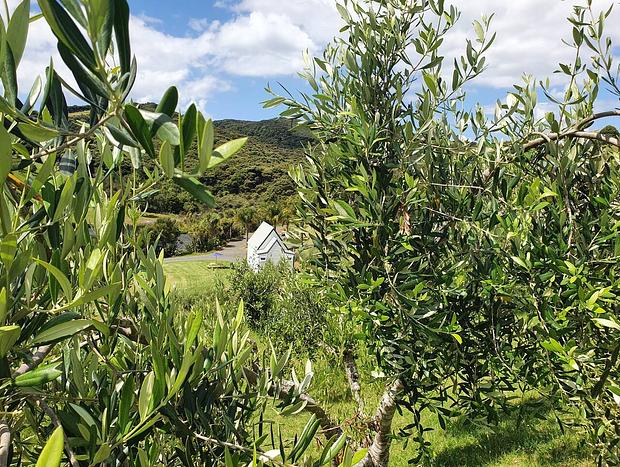 Photo 19 for The Chapel On The Olive Grove