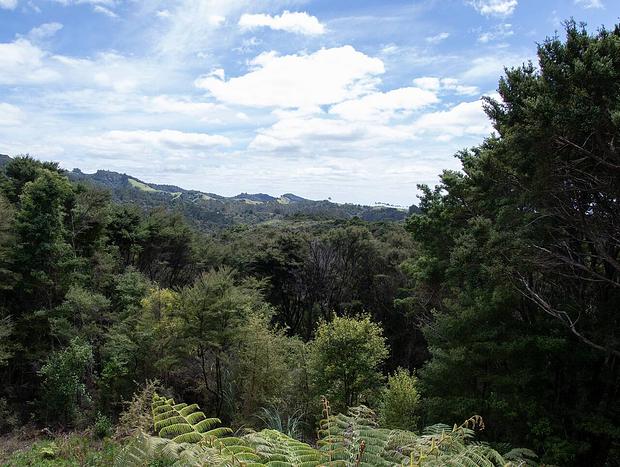 Photo 19 for Waiotoi - The Bush Hideaway - Tutukaka