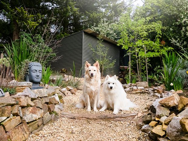 Photo 16 for Dog-friendly Delight in the Gold Country