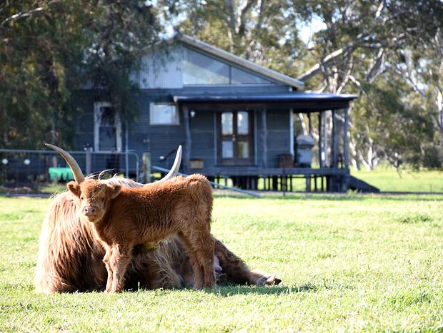 Photo 23 for The Shack - A Rustic Rural Retreat