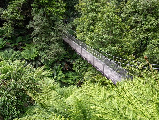 Photo 1 for Tarra Bulga National Park