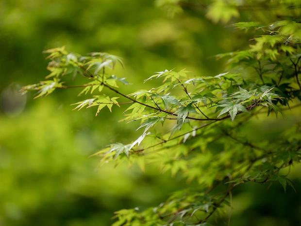 Photo 12 for Garden Suite - Dandenong Ranges / Mount Dandenong