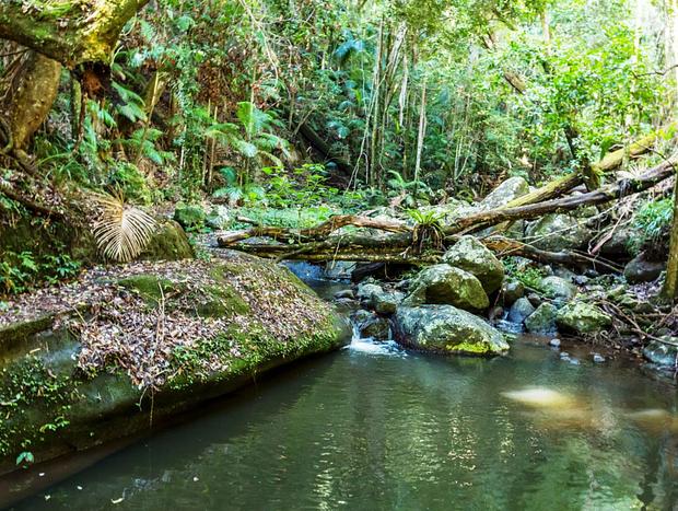 Photo 1 for Border Ranges National Park