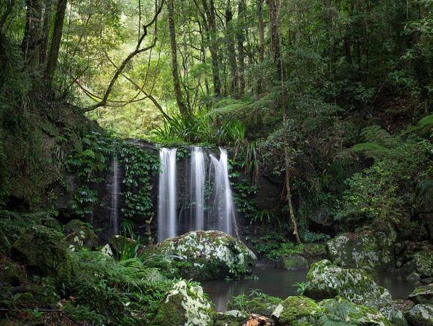 Photo 3 for Border Ranges National Park
