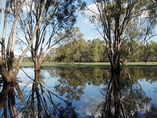 Barmah National Park