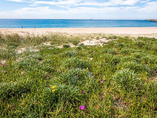 Blacksmiths Beach