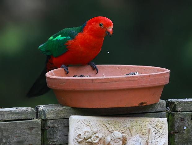 Photo 23 for Valley View Nature Retreat – Tranquil Farm Stay in Apollo Bay