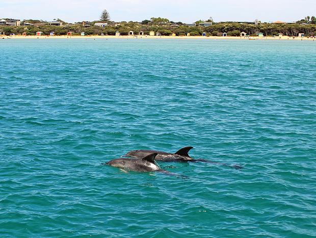 Photo 24 for Opposite the beach! Blairgowrie Beach Townhouse