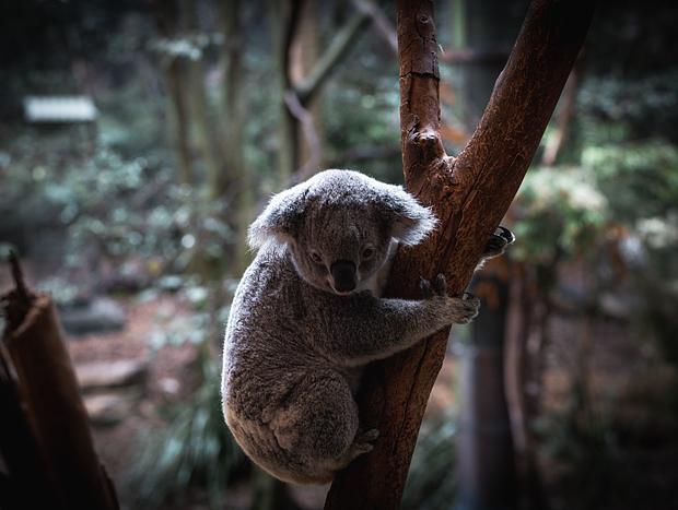 Photo 4 for Blackbutt Reserve Wildlife Park