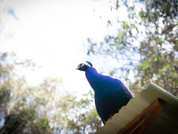 Photo 5 for Blackbutt Reserve Wildlife Park