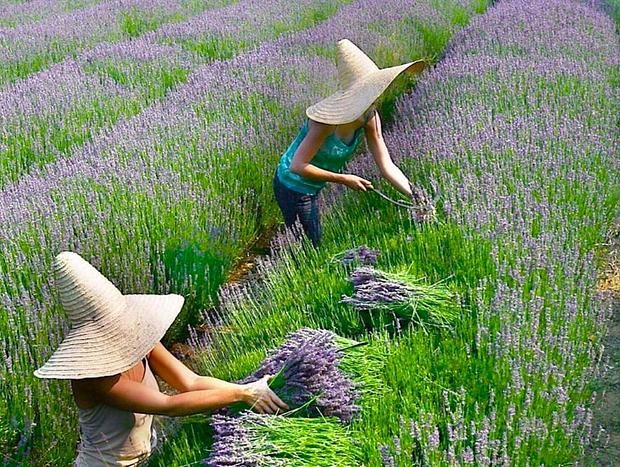 Photo 1 for Lavandula Lavender Swiss Italian Farm - Hepburn Spring