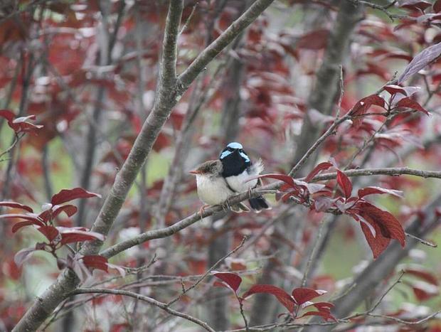 Photo 22 for Blue Wren Villa at Woodlane Cottages Lovedale