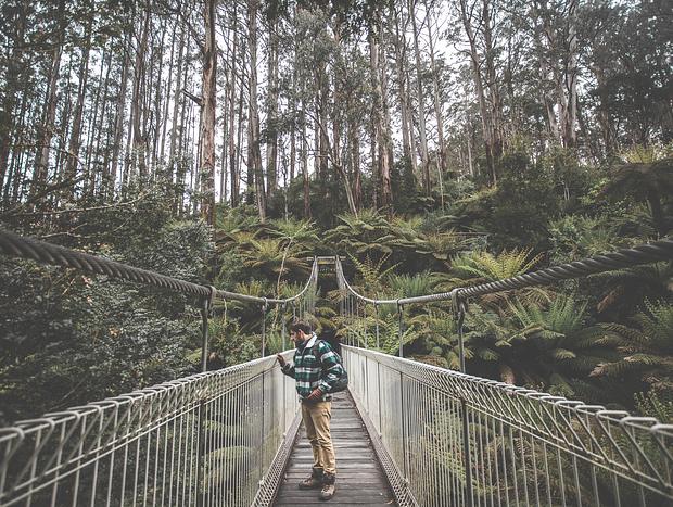Photo 1 for Tarra-Bulga Scenic Circuit
